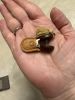 DD5998D2-D0C2-4650-87F4-F1D5AD980A5A.thumb.jpeg.a7538b998005097dda60c8b864b26c9b.jpeg