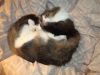 DSC08526.thumb.JPG.acce0959696a02f931b0695d32426a28.JPG