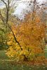 DSC_3408.thumb.JPG.2a2cb97217a1a0907c43f0558d1e5a30.JPG