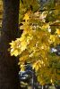 DSC_3412.thumb.JPG.d66888e521141fb548e3e9267f98b405.JPG