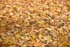 DSC_3418.thumb.JPG.148012c61ca05011c1f190bab62bd639.JPG