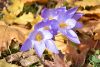 DSC_3420.thumb.JPG.48c10437acde378c584e96571a456bb0.JPG