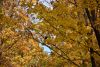 DSC_3424.thumb.JPG.3adcf1153526b44f382977527ff42708.JPG