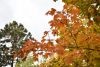 DSC_3427.thumb.JPG.6e5833a16b10962cd018ba1c32eb0201.JPG