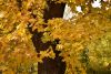 DSC_3431.thumb.JPG.49b76c4c3020f1ea26cecea8e0c4a598.JPG