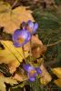 DSC_3432.thumb.JPG.d8171879af9b4374af3ba0de477a44f1.JPG