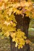 DSC_3434.thumb.JPG.663dcffbe18ba14d539692b8e6875cb9.JPG