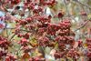 DSC_3449.thumb.JPG.d84dc8b21229dfca37c255fbbb3bbd90.JPG