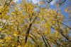 DSC_3460.thumb.JPG.f163567445e6b4dac4480f428e9800e6.JPG