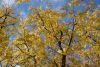 DSC_3462.thumb.JPG.e75ce11b035e4f5a5f782e4933eca91e.JPG