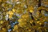 DSC_3463.thumb.JPG.337a2234f3fc49e8356a5789e90ea114.JPG
