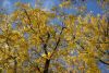 DSC_3464.thumb.JPG.ba1364cac06cd6793da3feb8c03be549.JPG