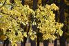 DSC_3519.thumb.JPG.6d8b34dcac59c43e726a08348e762828.JPG