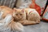 DSC_3564.thumb.JPG.fe36559f23f3a1e7df4305e6733a2dbf.JPG