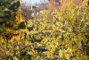 DSC_3685.thumb.JPG.66ed4cd94a5ae19ce47c799d0546d82c.JPG