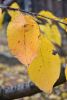 DSC_3692.thumb.JPG.96a6d1b988931ad912b8e676950912e5.JPG