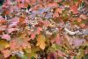 DSC_3694.thumb.JPG.1dfec4084f25fa1efced4b083b28865e.JPG