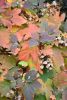 DSC_3695.thumb.JPG.8bdd26887744194438a0bc551feee470.JPG