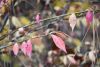 DSC_3703.thumb.JPG.e2db7913e72bfa4841fca0ab921ad5f4.JPG