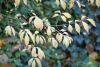 DSC_3704.thumb.JPG.e584390b1df2166f7b31073113b64df3.JPG