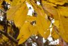 DSC_3706.thumb.JPG.ff9ac8b8156b51842516d9b43fcc0a53.JPG