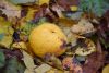 DSC_3707.thumb.JPG.2760a2503b364ae1410af22d833590c3.JPG