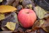 DSC_3709.thumb.JPG.8154a8e007c79a22f8e9746c791a10b5.JPG