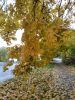 IMG_20221027_083120.thumb.jpg.64180a1f2567a6f74d0c736f331537ce.jpg