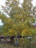 IMG_20221027_095120.thumb.jpg.fe5c2a265bb948baf158c4656608901b.jpg