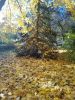 IMG_20221028_105631.thumb.jpg.cdc7a0d18f5f70468853cb39d67c8975.jpg