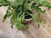 IMG_20221122_134925.thumb.jpg.94453528e49cb9545aed52f797e2f05f.jpg