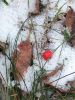 IMG_20221127_121629.thumb.jpg.817c69447bc05067cf96f7beadf171c5.jpg