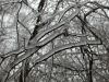 P1070317.thumb.JPG.ef34f0be613abb721a9cc14671e9a410.JPG