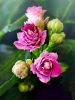 flower-3135794_1920.thumb.jpg.a780cb29ac2d807f8325969c720bf297.jpg
