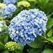 Llavella