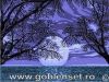 1204441975_Bluenight.thumb.jpg.79c49aa4c11c4578f1a095f927ed69e6.jpg