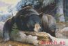 Kustom Krafts 97177, Black Bear Country