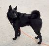 274px-BlackNorwegianElkhound.thumb.jpeg.ef5837c128f527fd5dd210afdb43ba33.jpeg