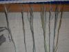 DSCN5510.thumb.JPG.0d50e7c3dd8bb4e59d6857acaa0bc0a4.JPG