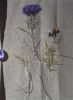 Thistle3.JPG.72cea62be83d5bdbe8d9efaa89b03e8c.thumb.jpg.6479b58d9f4b198b327e5e19f8dfbc85.jpg