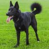 norsk-elgkhund-sort-chernyj-norvegiya.thumb.jpeg.595d2fefa3401a4108cb9137f08aa1fa.jpeg