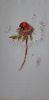 20230129_155103.thumb.jpg.2cc4a6d216b6438e4430e553c3e6a5e2.jpg