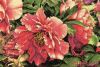 Dimensions 35298, Coral Peonies (Коралловые пионы)