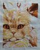2kot1401.jpg.ab861fee80acff0c2d90027fab2bf89b.thumb.jpg.4e52d4dbdb505be62cd6ca9a80d24e43.jpg