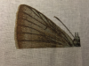 3261E235-B236-4F03-8C3E-9F99B996C230.png