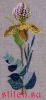 Eva Rosenstand 14465, Орхидея (Yellow orchid)