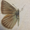 D13469E8-0836-46B1-8F4A-81E9B8693837.png