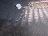 IMG_20220925_233753.thumb.jpg.fb0ef9d10949b2b47141e63d6f335e6f.jpg