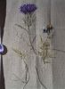 Thistle3.thumb.JPG.f2ff656365cad57d2076e634c51deafe.JPG