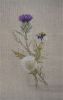 Thistle4.JPG.535d64925fbb00c49c24a046e8a13eb5.thumb.jpg.9d9811a04f5a01ba2115ec77140a7a00.jpg